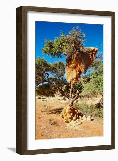 Tree with Big Nest of Weaver Birds Colony, Kalahari Desert, Namibia-DmitryP-Framed Photographic Print