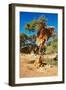 Tree with Big Nest of Weaver Birds Colony, Kalahari Desert, Namibia-DmitryP-Framed Photographic Print