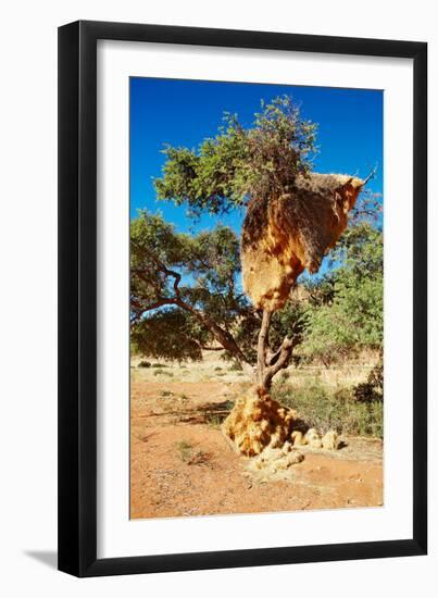 Tree with Big Nest of Weaver Birds Colony, Kalahari Desert, Namibia-DmitryP-Framed Photographic Print