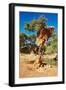 Tree with Big Nest of Weaver Birds Colony, Kalahari Desert, Namibia-DmitryP-Framed Photographic Print