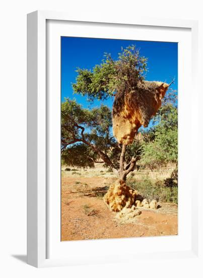 Tree with Big Nest of Weaver Birds Colony, Kalahari Desert, Namibia-DmitryP-Framed Photographic Print