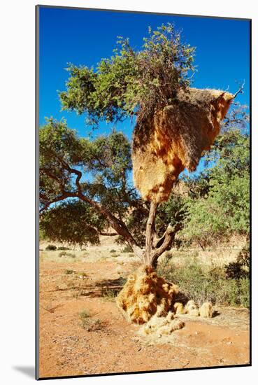 Tree with Big Nest of Weaver Birds Colony, Kalahari Desert, Namibia-DmitryP-Mounted Photographic Print