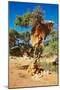 Tree with Big Nest of Weaver Birds Colony, Kalahari Desert, Namibia-DmitryP-Mounted Photographic Print