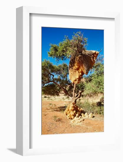 Tree with Big Nest of Weaver Birds Colony, Kalahari Desert, Namibia-DmitryP-Framed Photographic Print