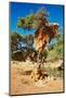 Tree with Big Nest of Weaver Birds Colony, Kalahari Desert, Namibia-DmitryP-Mounted Photographic Print