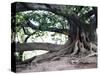 Tree with Roots and Graffiti in Park on Plaza Alverar Square, Buenos Aires, Argentina-Per Karlsson-Stretched Canvas