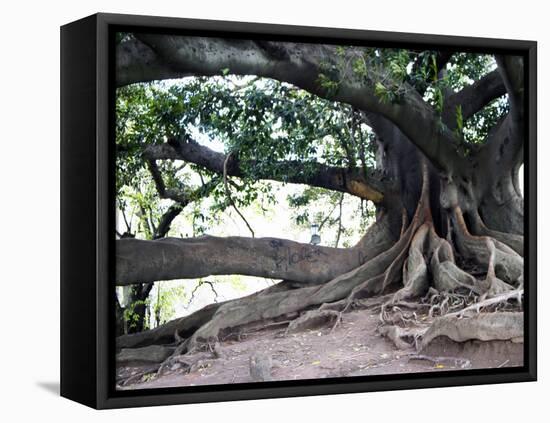 Tree with Roots and Graffiti in Park on Plaza Alverar Square, Buenos Aires, Argentina-Per Karlsson-Framed Stretched Canvas