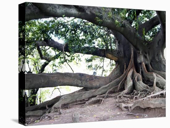 Tree with Roots and Graffiti in Park on Plaza Alverar Square, Buenos Aires, Argentina-Per Karlsson-Stretched Canvas