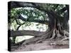 Tree with Roots and Graffiti in Park on Plaza Alverar Square, Buenos Aires, Argentina-Per Karlsson-Stretched Canvas