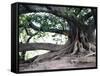 Tree with Roots and Graffiti in Park on Plaza Alverar Square, Buenos Aires, Argentina-Per Karlsson-Framed Stretched Canvas