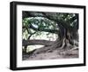 Tree with Roots and Graffiti in Park on Plaza Alverar Square, Buenos Aires, Argentina-Per Karlsson-Framed Premium Photographic Print