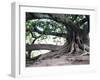 Tree with Roots and Graffiti in Park on Plaza Alverar Square, Buenos Aires, Argentina-Per Karlsson-Framed Premium Photographic Print