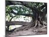 Tree with Roots and Graffiti in Park on Plaza Alverar Square, Buenos Aires, Argentina-Per Karlsson-Mounted Premium Photographic Print