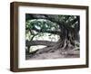 Tree with Roots and Graffiti in Park on Plaza Alverar Square, Buenos Aires, Argentina-Per Karlsson-Framed Photographic Print