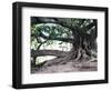 Tree with Roots and Graffiti in Park on Plaza Alverar Square, Buenos Aires, Argentina-Per Karlsson-Framed Photographic Print