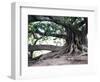 Tree with Roots and Graffiti in Park on Plaza Alverar Square, Buenos Aires, Argentina-Per Karlsson-Framed Photographic Print