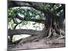 Tree with Roots and Graffiti in Park on Plaza Alverar Square, Buenos Aires, Argentina-Per Karlsson-Mounted Photographic Print