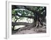 Tree with Roots and Graffiti in Park on Plaza Alverar Square, Buenos Aires, Argentina-Per Karlsson-Framed Photographic Print