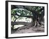 Tree with Roots and Graffiti in Park on Plaza Alverar Square, Buenos Aires, Argentina-Per Karlsson-Framed Photographic Print