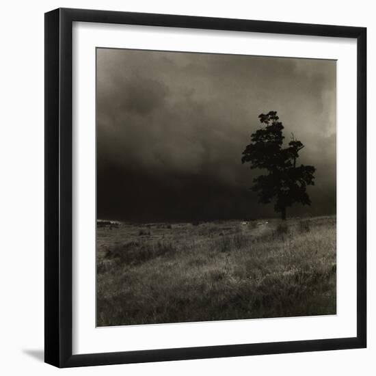 Tree With Sheep, Mist and Low Cloud-Fay Godwin-Framed Giclee Print