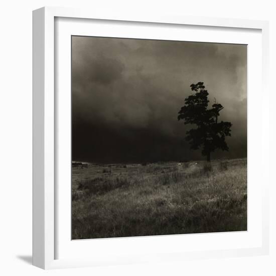 Tree With Sheep, Mist and Low Cloud-Fay Godwin-Framed Giclee Print