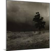 Tree With Sheep, Mist and Low Cloud-Fay Godwin-Mounted Giclee Print