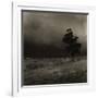 Tree With Sheep, Mist and Low Cloud-Fay Godwin-Framed Giclee Print