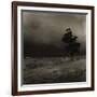 Tree With Sheep, Mist and Low Cloud-Fay Godwin-Framed Giclee Print