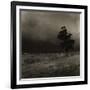 Tree With Sheep, Mist and Low Cloud-Fay Godwin-Framed Giclee Print