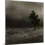 Tree With Sheep, Mist and Low Cloud-Fay Godwin-Mounted Giclee Print