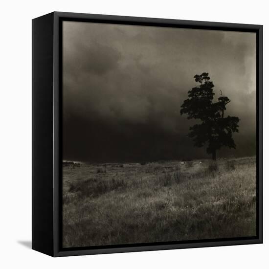 Tree With Sheep, Mist and Low Cloud-Fay Godwin-Framed Stretched Canvas