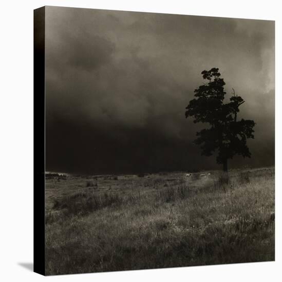 Tree With Sheep, Mist and Low Cloud-Fay Godwin-Stretched Canvas