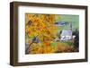 Tree with yellow leaves with the church of Santa Magdalena in the background, Funes Valley, Sudtiro-Francesco Bergamaschi-Framed Photographic Print