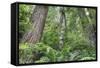 Tree World, California Redwood Coast-Vincent James-Framed Stretched Canvas