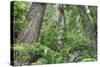 Tree World, California Redwood Coast-Vincent James-Stretched Canvas