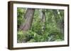 Tree World, California Redwood Coast-Vincent James-Framed Photographic Print