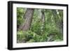 Tree World, California Redwood Coast-Vincent James-Framed Photographic Print