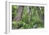 Tree World, California Redwood Coast-Vincent James-Framed Photographic Print