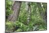 Tree World, California Redwood Coast-Vincent James-Mounted Photographic Print