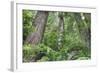 Tree World, California Redwood Coast-Vincent James-Framed Photographic Print