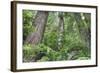 Tree World, California Redwood Coast-Vincent James-Framed Photographic Print