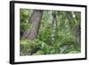 Tree World, California Redwood Coast-Vincent James-Framed Photographic Print