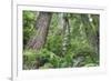 Tree World, California Redwood Coast-Vincent James-Framed Photographic Print