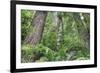 Tree World, California Redwood Coast-Vincent James-Framed Photographic Print