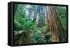 Tree World John Muir Woods, California Coast Marin California-Vincent James-Framed Stretched Canvas