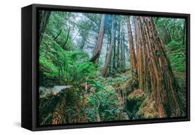 Tree World John Muir Woods, California Coast Marin California-Vincent James-Framed Stretched Canvas