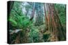 Tree World John Muir Woods, California Coast Marin California-Vincent James-Stretched Canvas