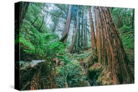 Tree World John Muir Woods, California Coast Marin California-Vincent James-Stretched Canvas