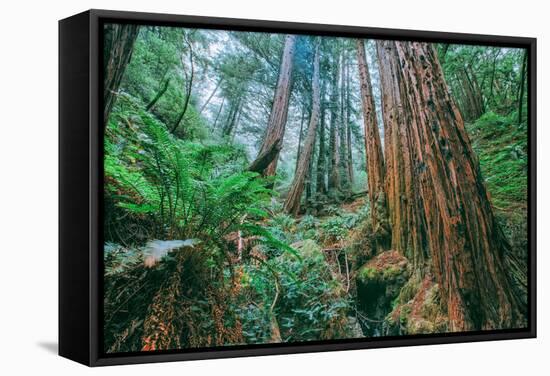 Tree World John Muir Woods, California Coast Marin California-Vincent James-Framed Stretched Canvas