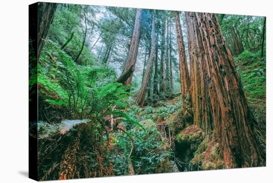 Tree World John Muir Woods, California Coast Marin California-Vincent James-Stretched Canvas